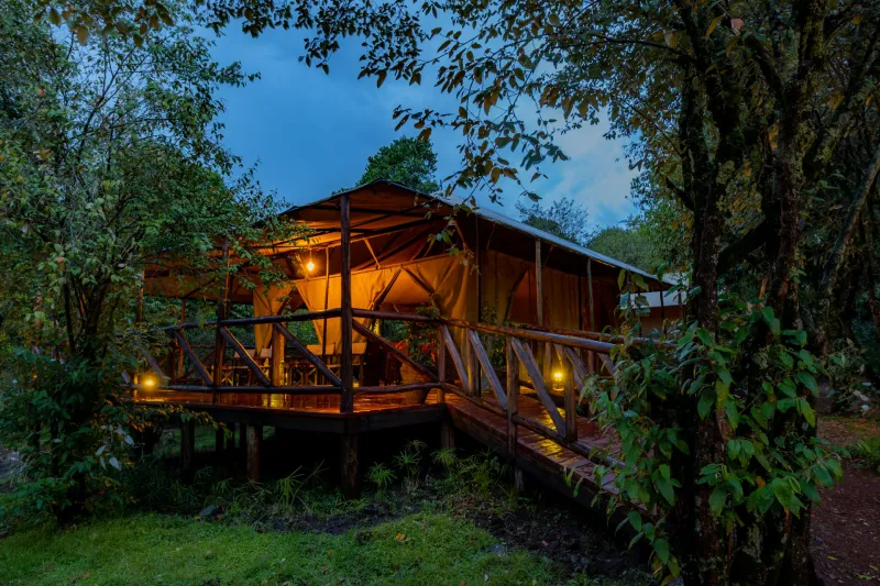 Alpine Forest Cabin